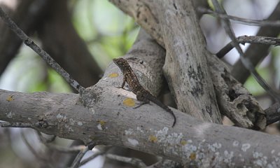 Brown anole