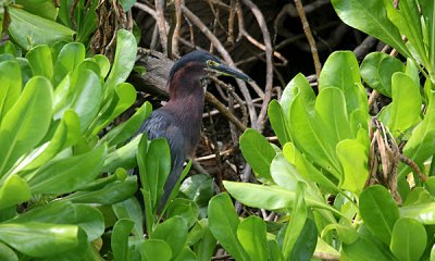 Green heron