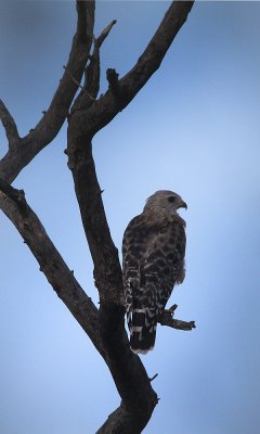 Red shouldered hawk