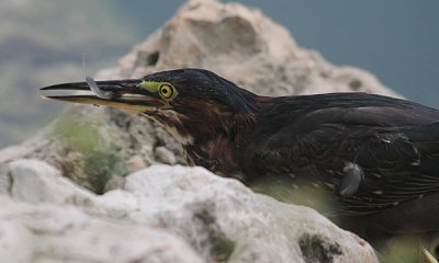 Green heron