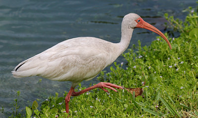 White ibis