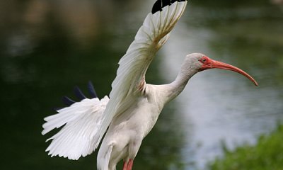 White ibis