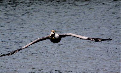 Brown pelican