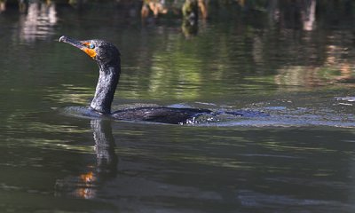 Double crested cormorant