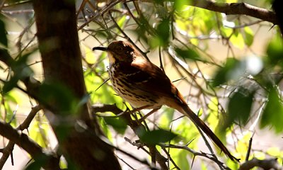 Brown thrasher