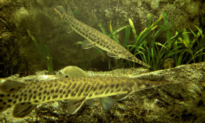 Gar fish