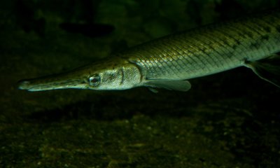 Gar fish