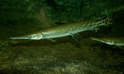 Gar fish