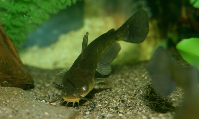 Brown bullhead (catfish)