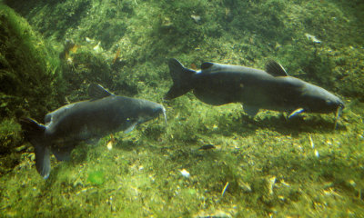 Blue catfish
