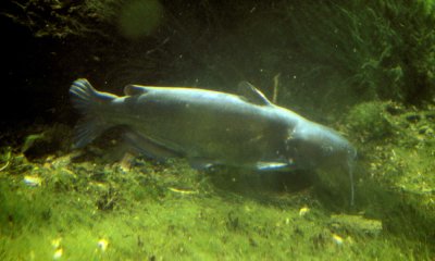 Blue catfish