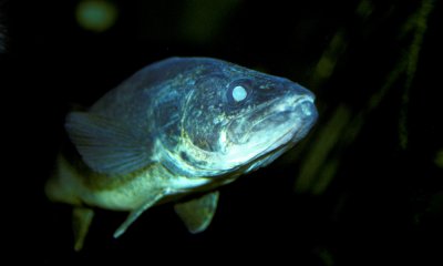 Walleye