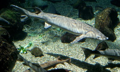 Lake sturgeon
