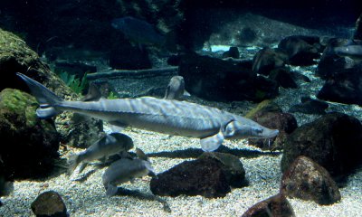 Lake sturgeon