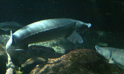 Lake sturgeon
