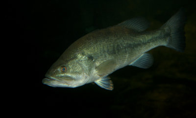 Large-mouth bass
