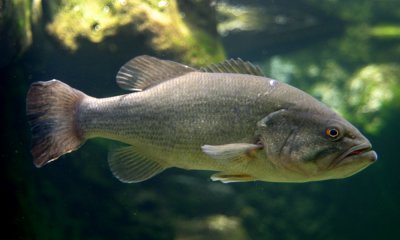 Large-mouth bass