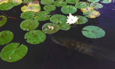 Muskellunge w leopard frog