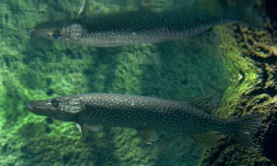 Northern pike