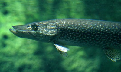 Northern pike