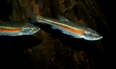 Red-sided dace