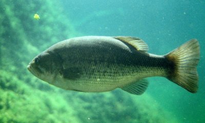 Spotted bass