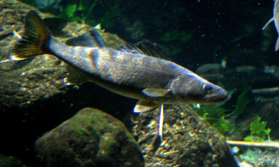 Walleye