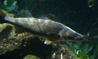 g4/00/990200/3/137284609.9AJk8N1Y.jpg