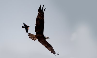 Osprey chased by redwing blackbird