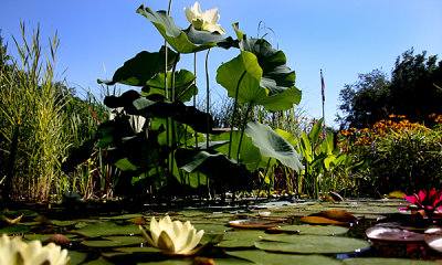 Lotus, Chappell Pond