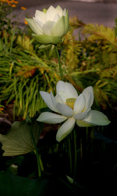 Lotus, Chappell Pond