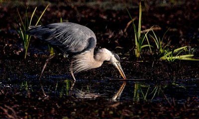 Great-blue heron