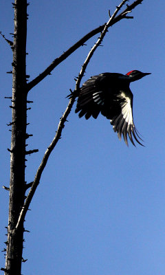 Pileated woodpecker (f)