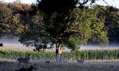 White-tailed deer