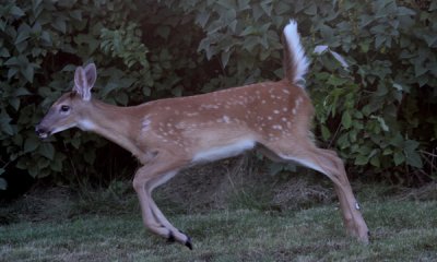 White-tail fawn frolicking
