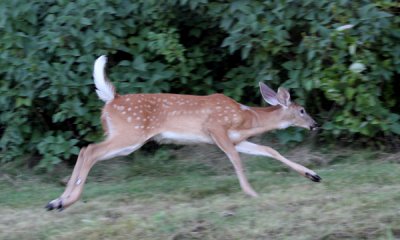 White-tail fawn running