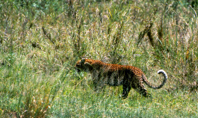 African leopard