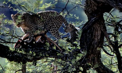 African leopard