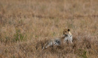 African leopard
