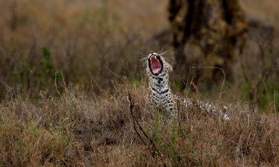 African leopard