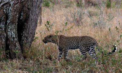 African leopard
