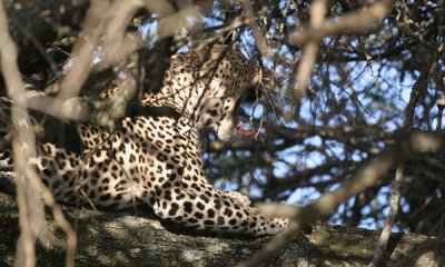 African leopard