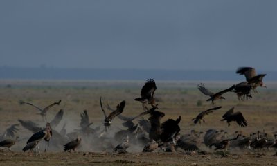Spotted hyena and vultures