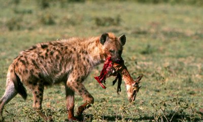 Spotted hyena