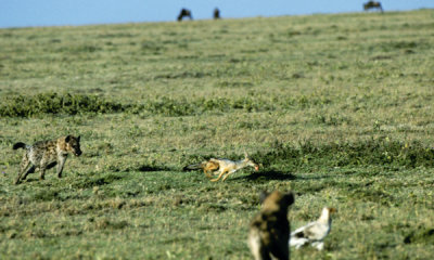 Black-backed jackal chased by hyena
