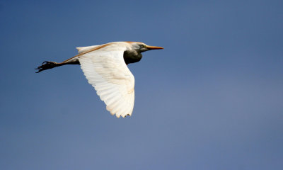 Cattle-egret flying