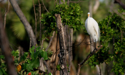 Cattle-egret