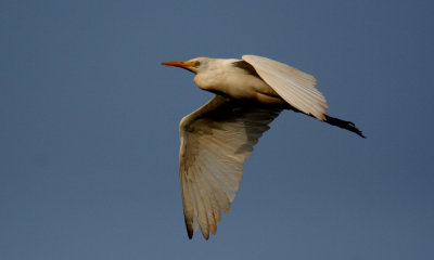 Cattle-egret flying