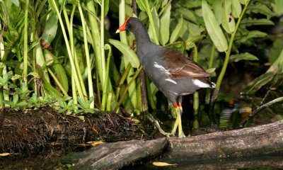 Common gallinule