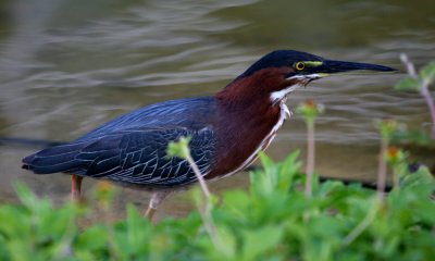 Green heron